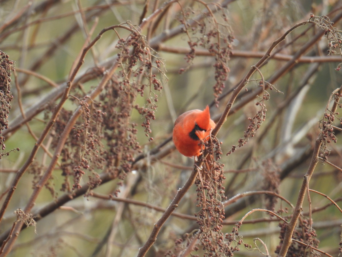 Cardinal rouge - ML513044831