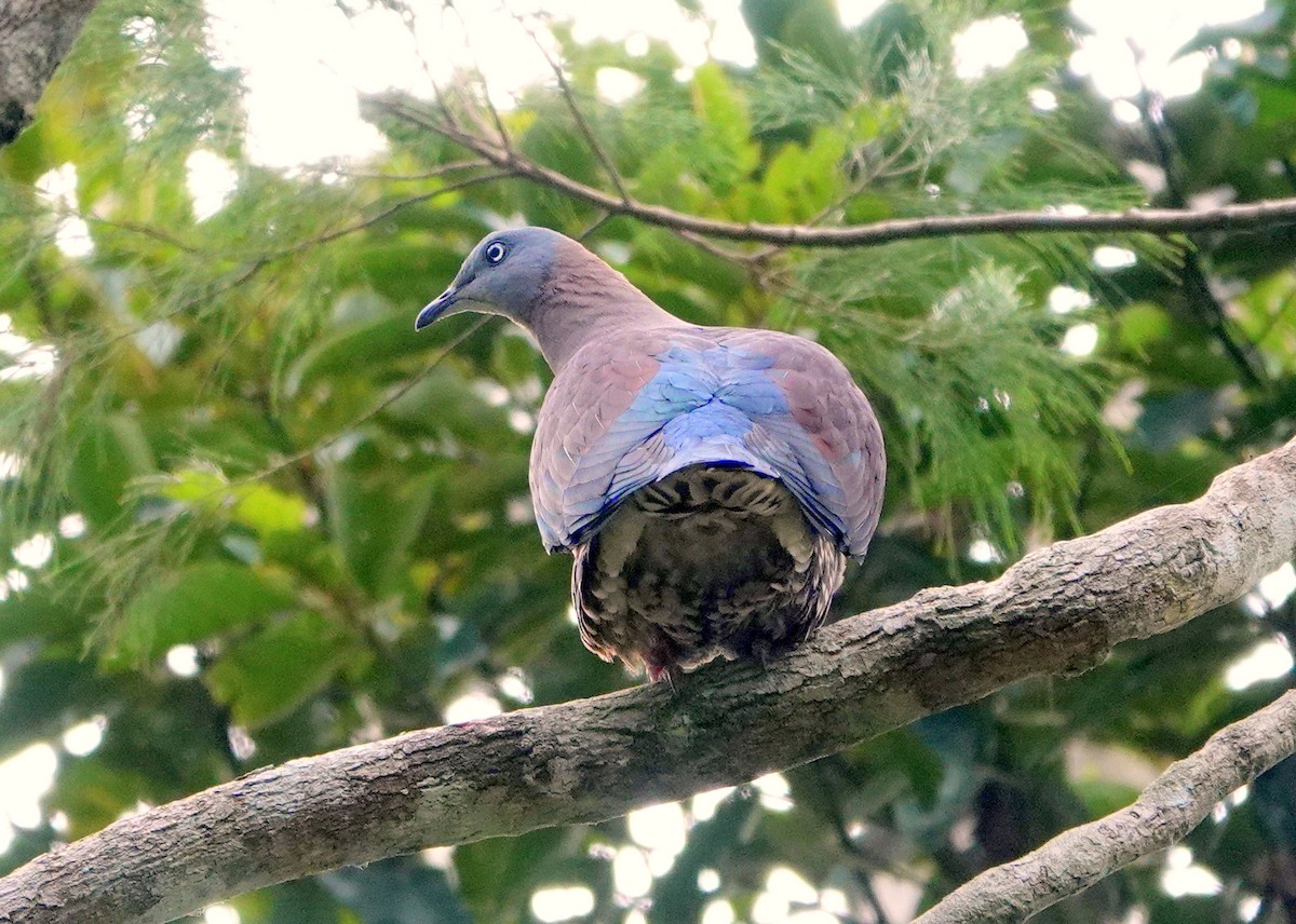 Zoe's Imperial-Pigeon - ML513044851