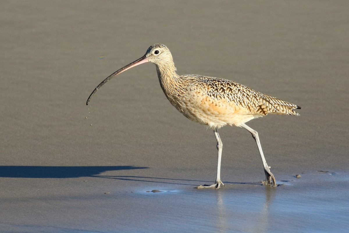 Long-billed Curlew - Sam Zhang