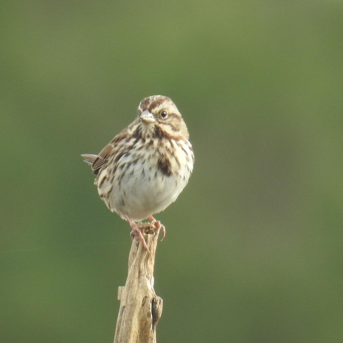 Song Sparrow - ML513044971