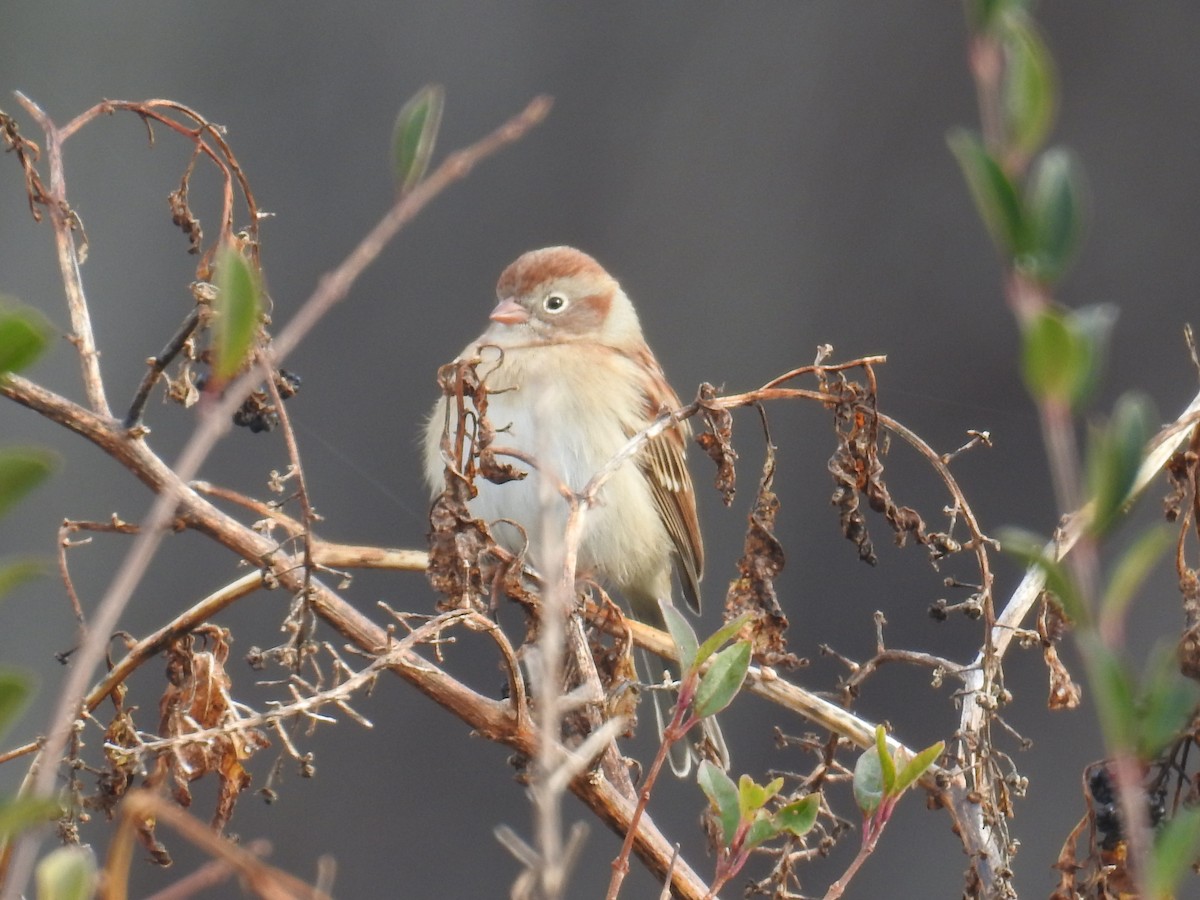 Field Sparrow - Teresa Mewborn