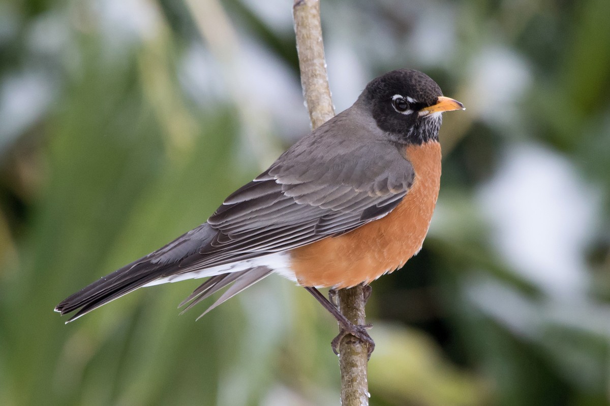 American Robin - Ashley Bradford