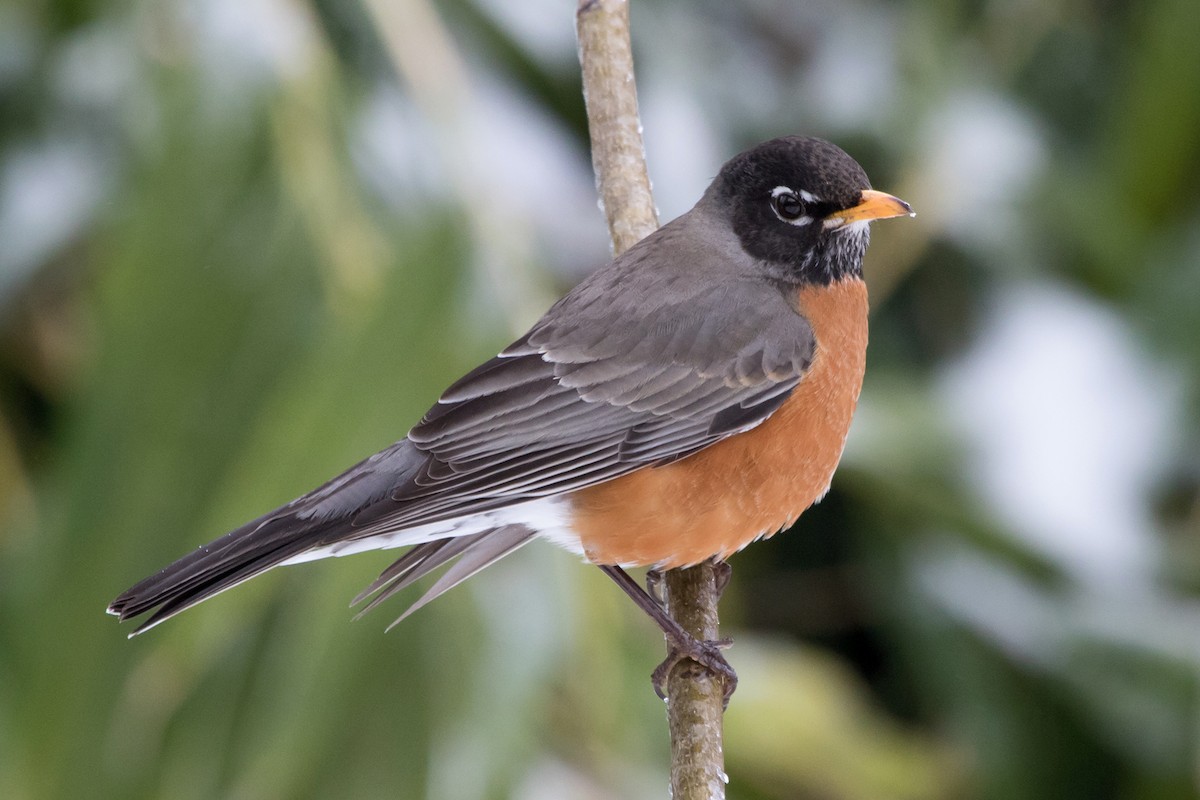 American Robin - ML51304651