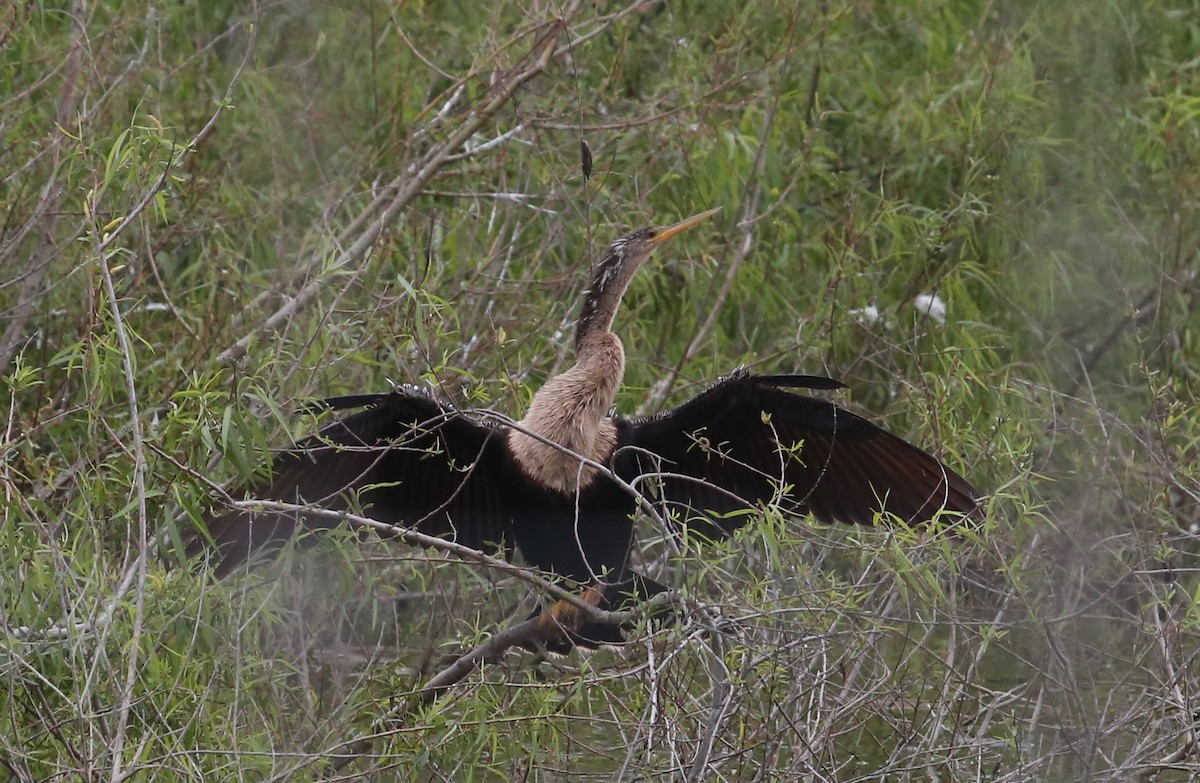 Anhinga - Andrew Orgill