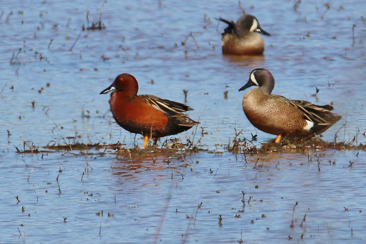 Cinnamon Teal - Ken Hare