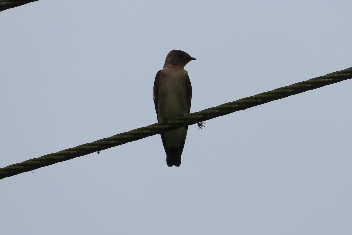 Southern Rough-winged Swallow - ML513048571