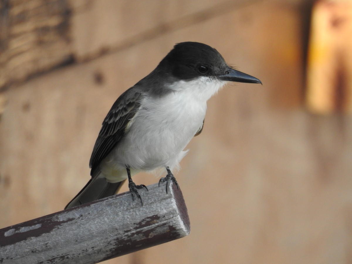 Loggerhead Kingbird - ML513049521