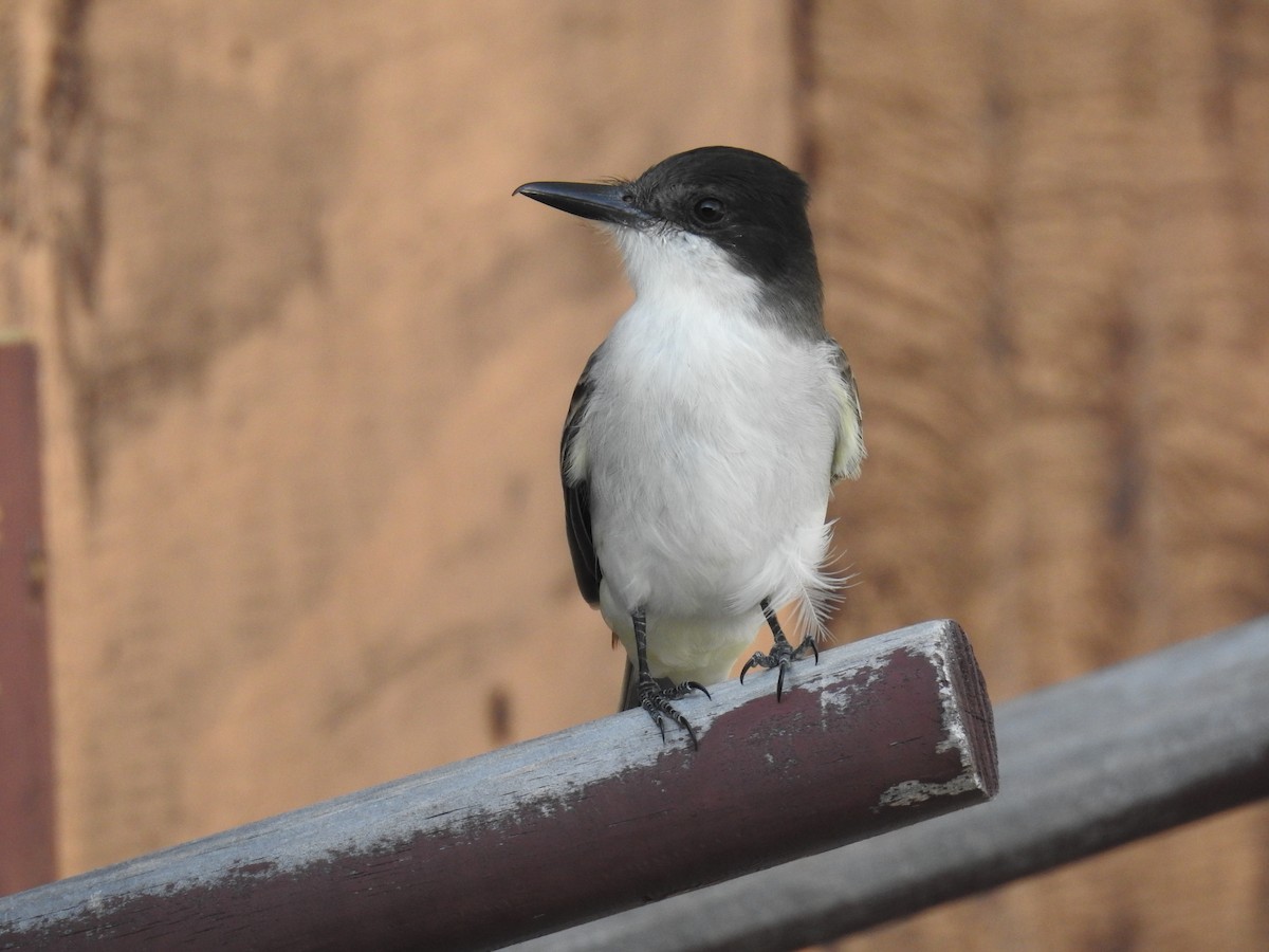 Loggerhead Kingbird - ML513049531