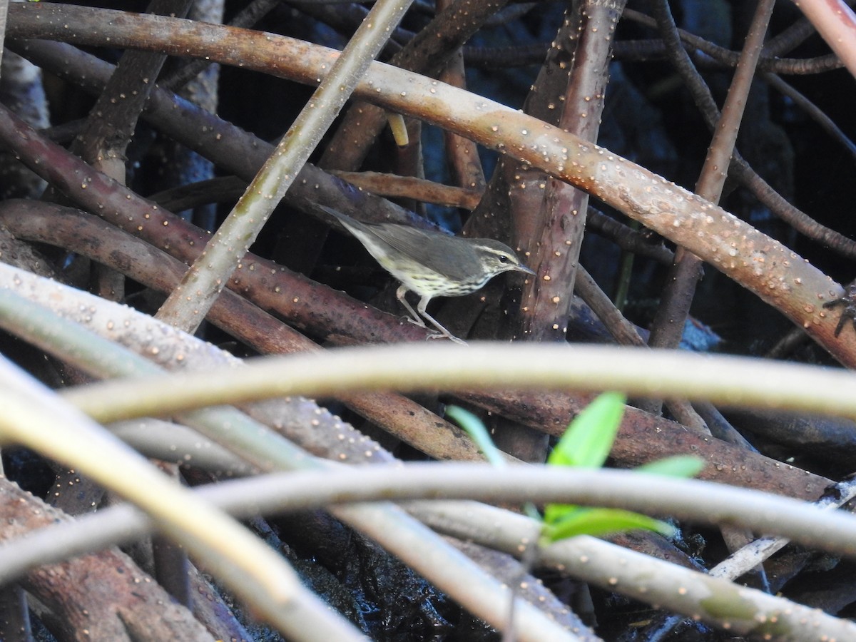 Northern Waterthrush - ML513049761