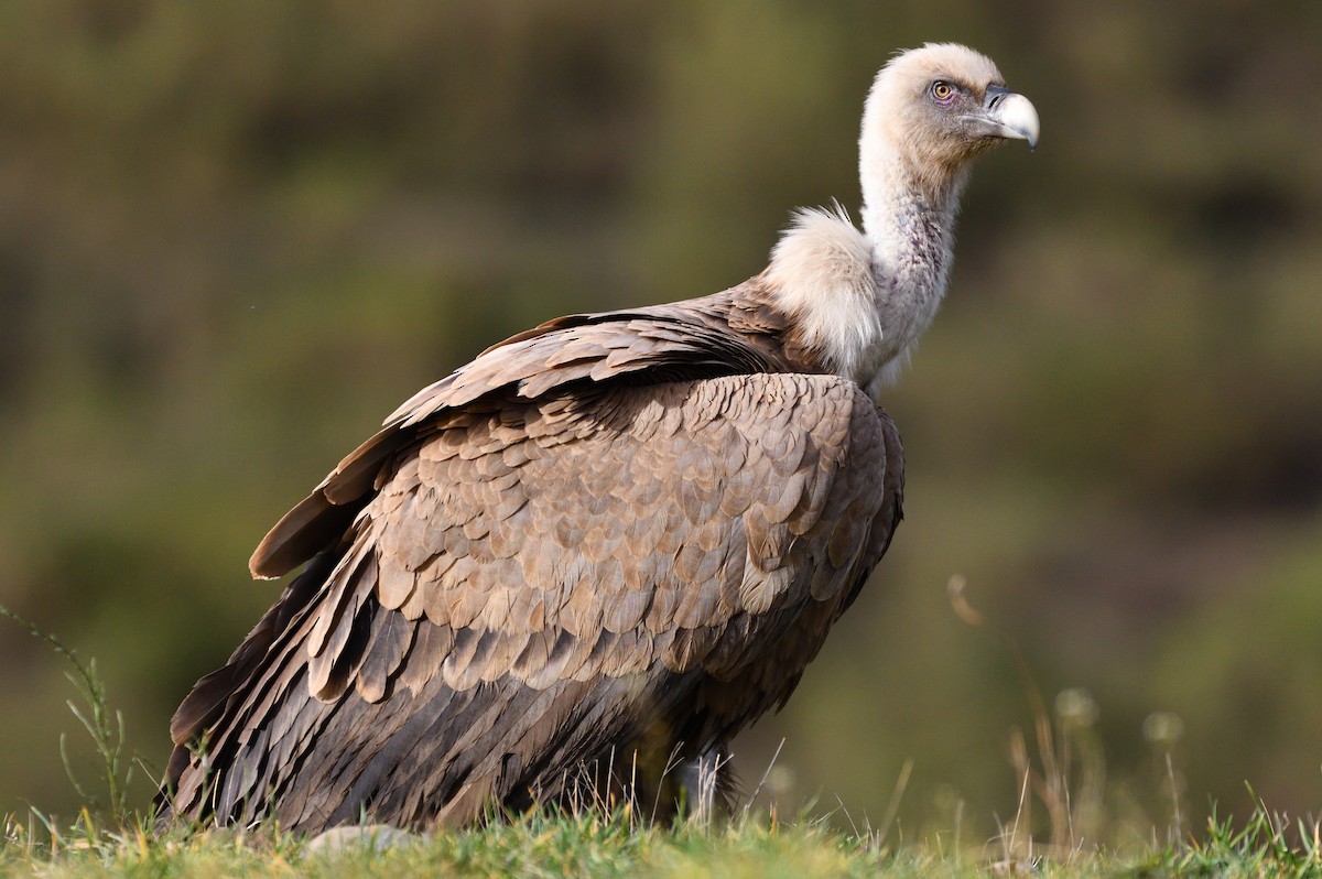 Eurasian Griffon - ML513051241