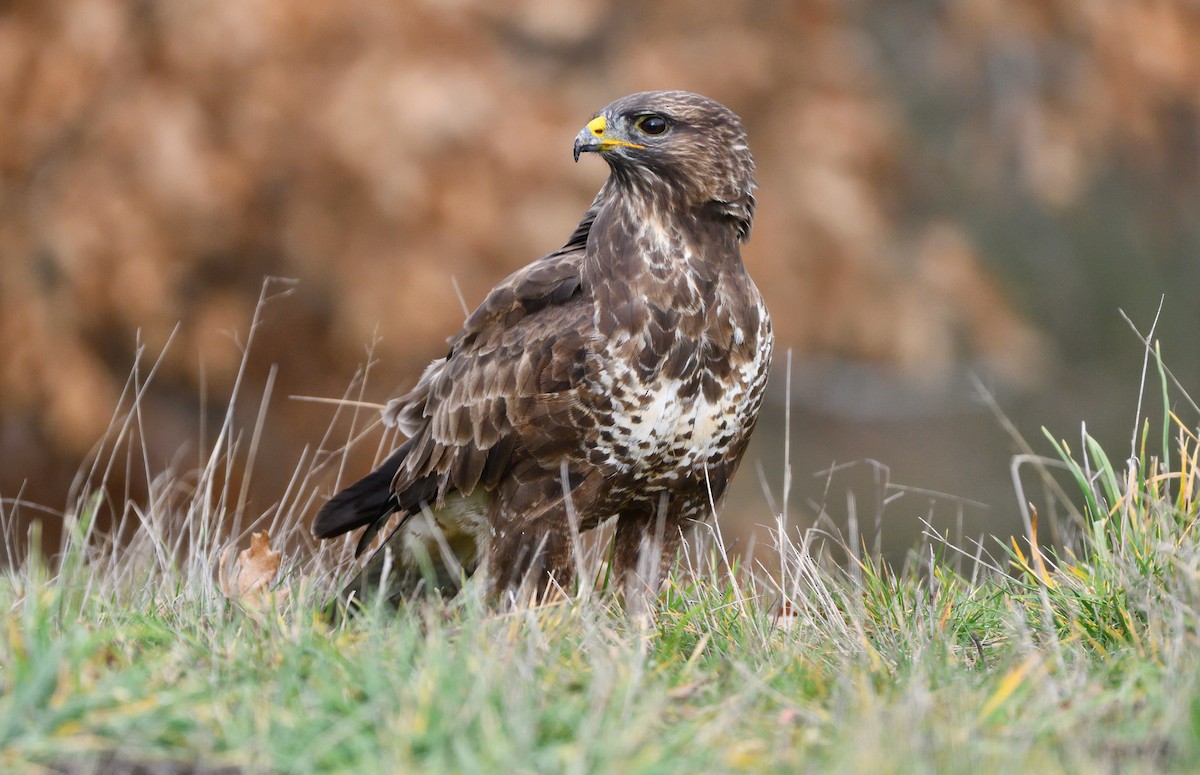 Common Buzzard - ML513051381