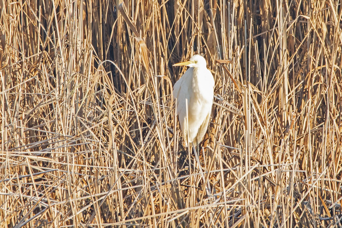 Great Egret - Letty Roedolf Groenenboom