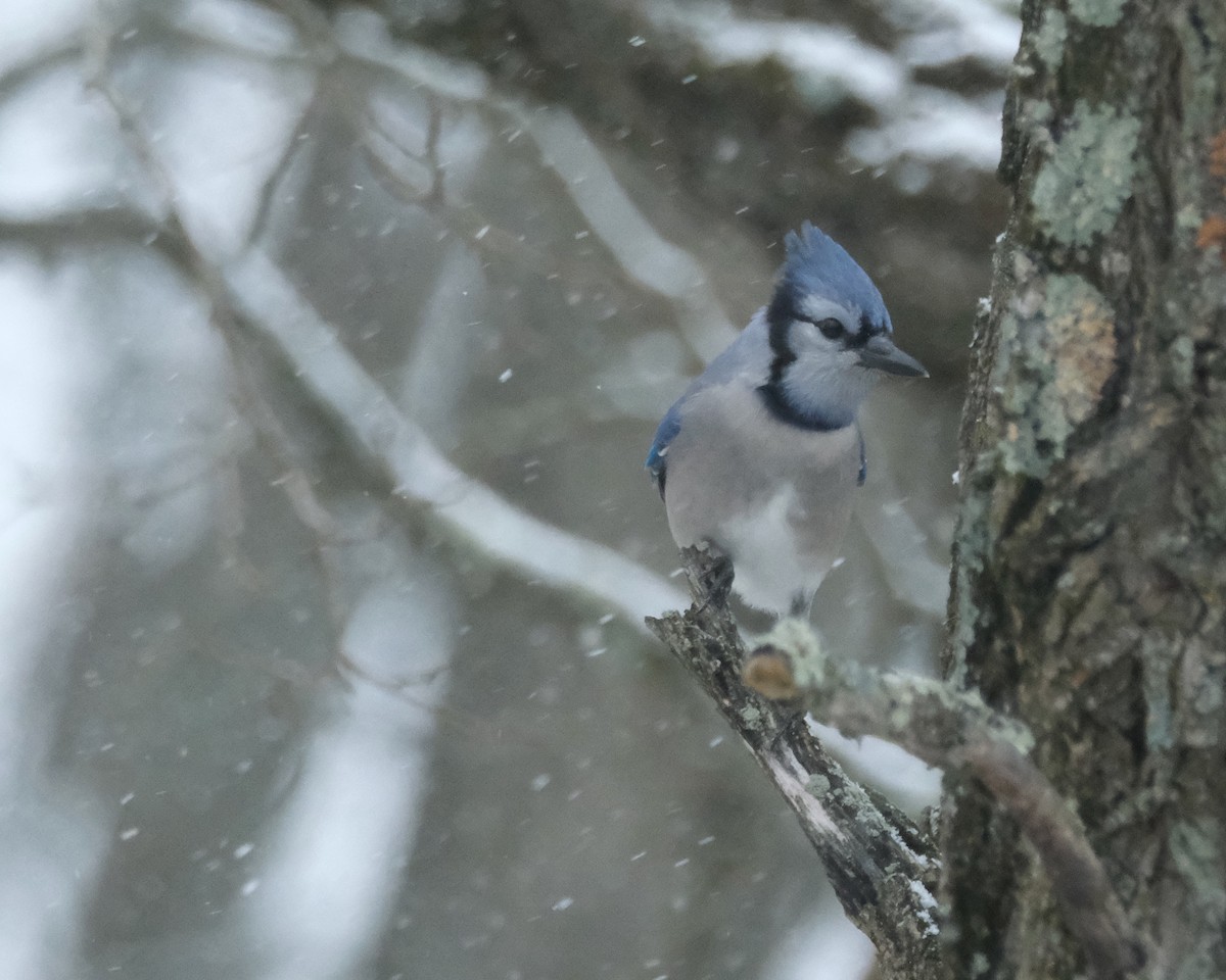 Blue Jay - ML513058091