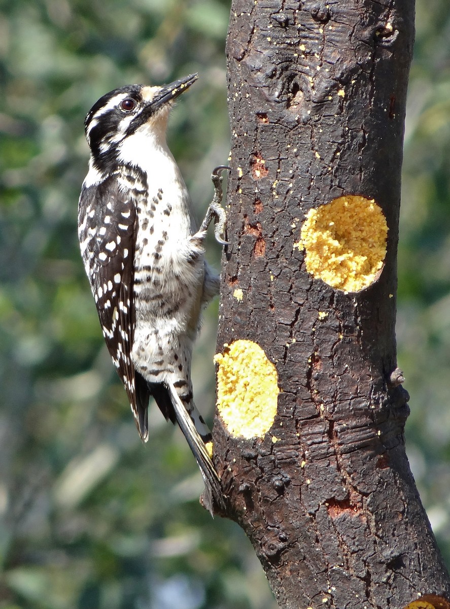 Nuttall's Woodpecker - Cara Barnhill