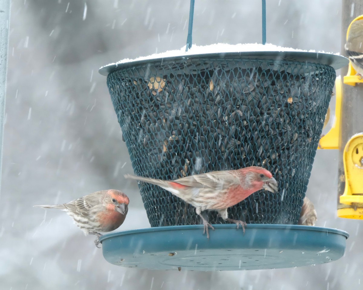 House Finch - ML513058501