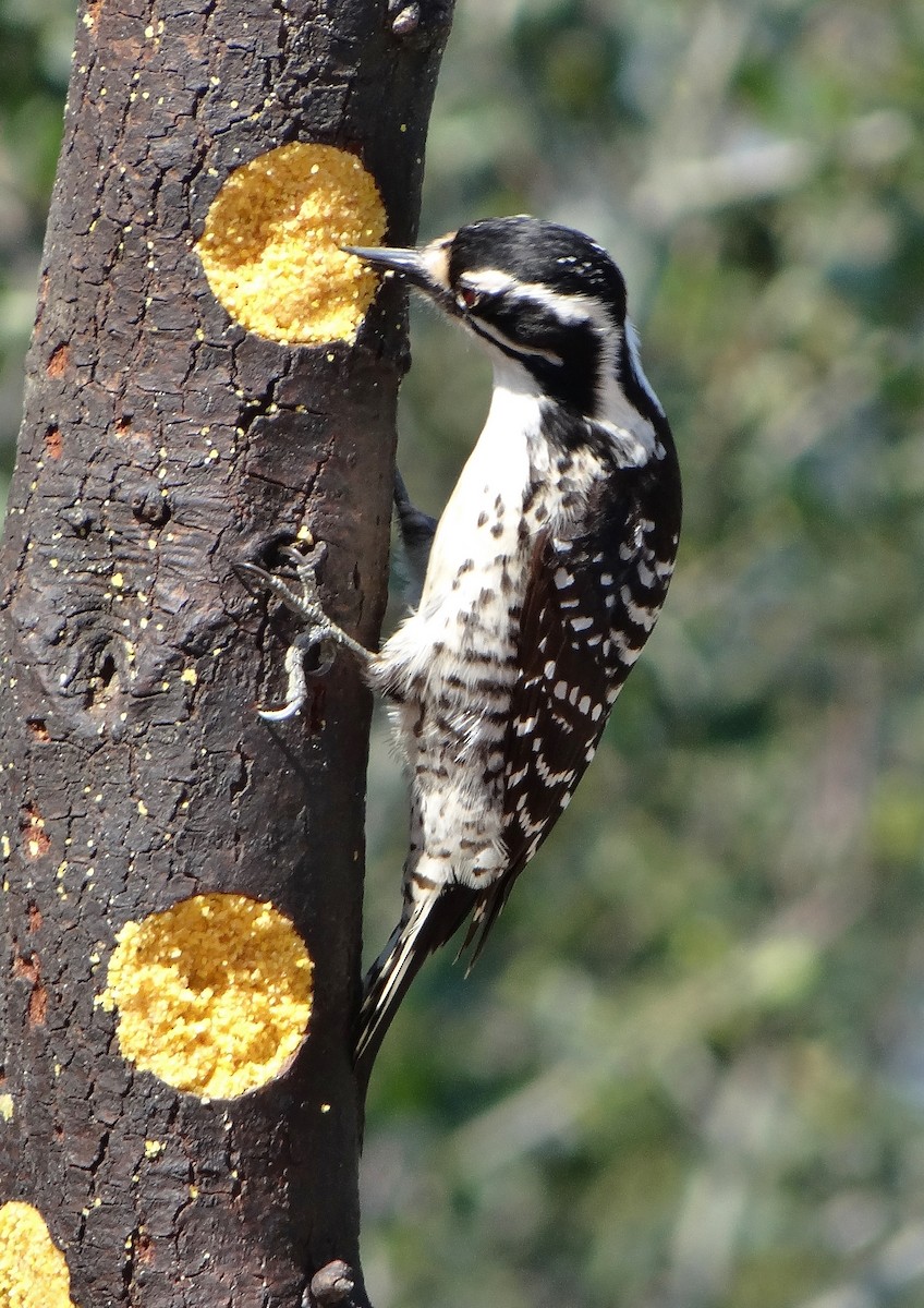 Nuttall's Woodpecker - Cara Barnhill