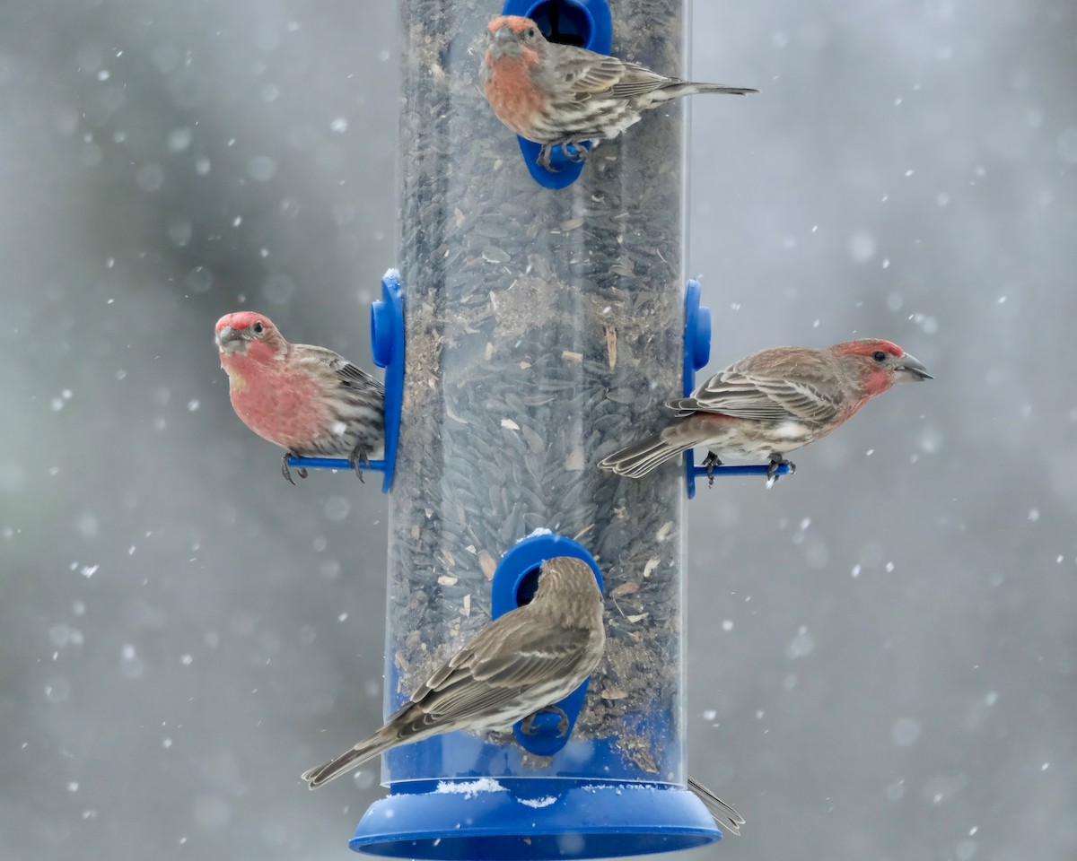 House Finch - Alexander Rabb