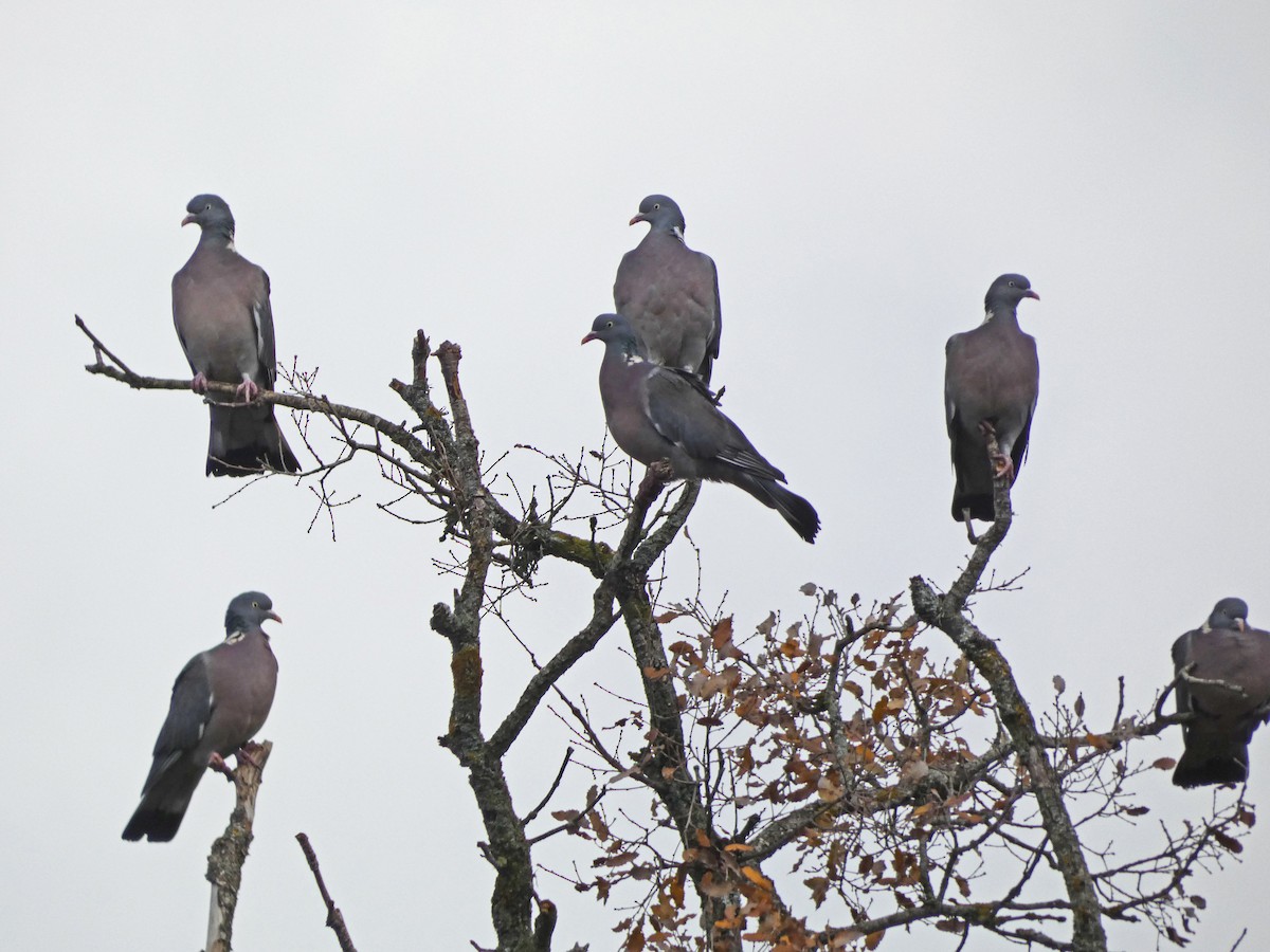 Common Wood-Pigeon - Francisco Javier Calvo lesmes