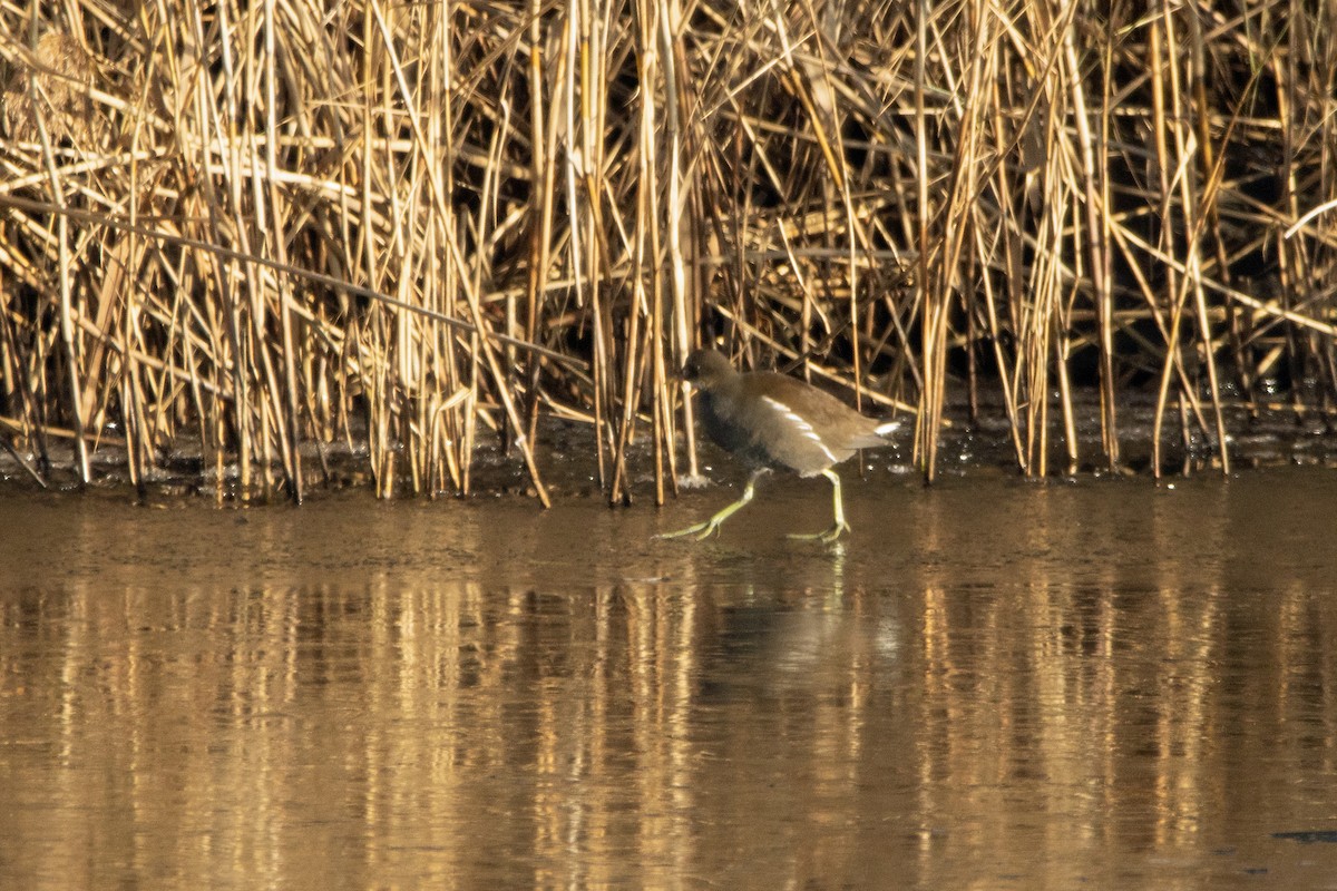 Eurasian Moorhen - Letty Roedolf Groenenboom