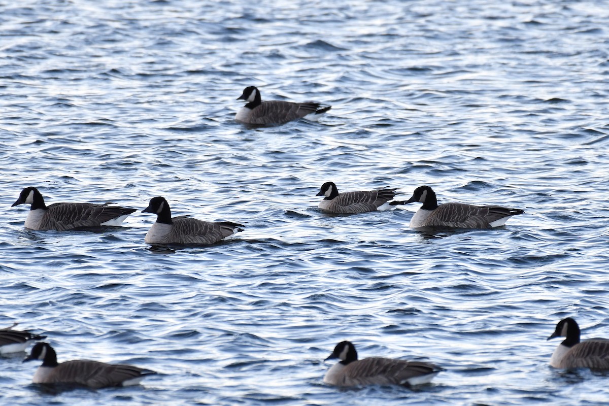 シジュウカラガン（hutchinsii） - ML513060481