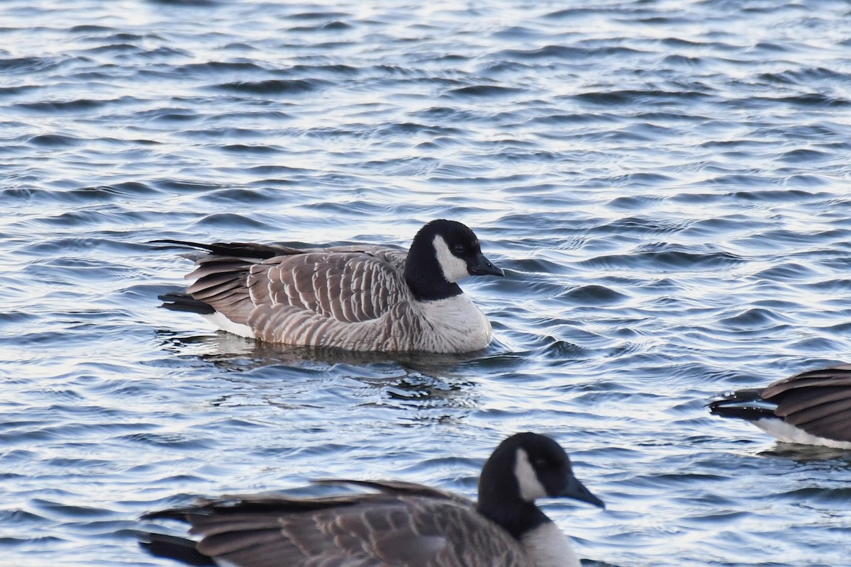 シジュウカラガン（hutchinsii） - ML513060531