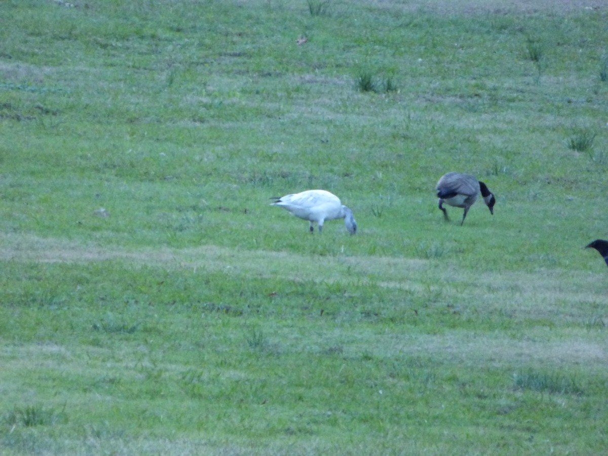 Snow Goose - Paul Cook