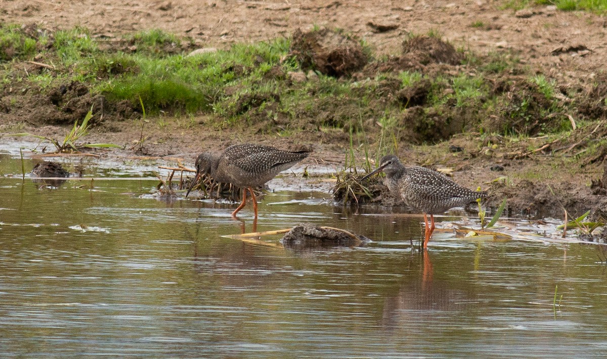 Spotted Redshank - ML513060691