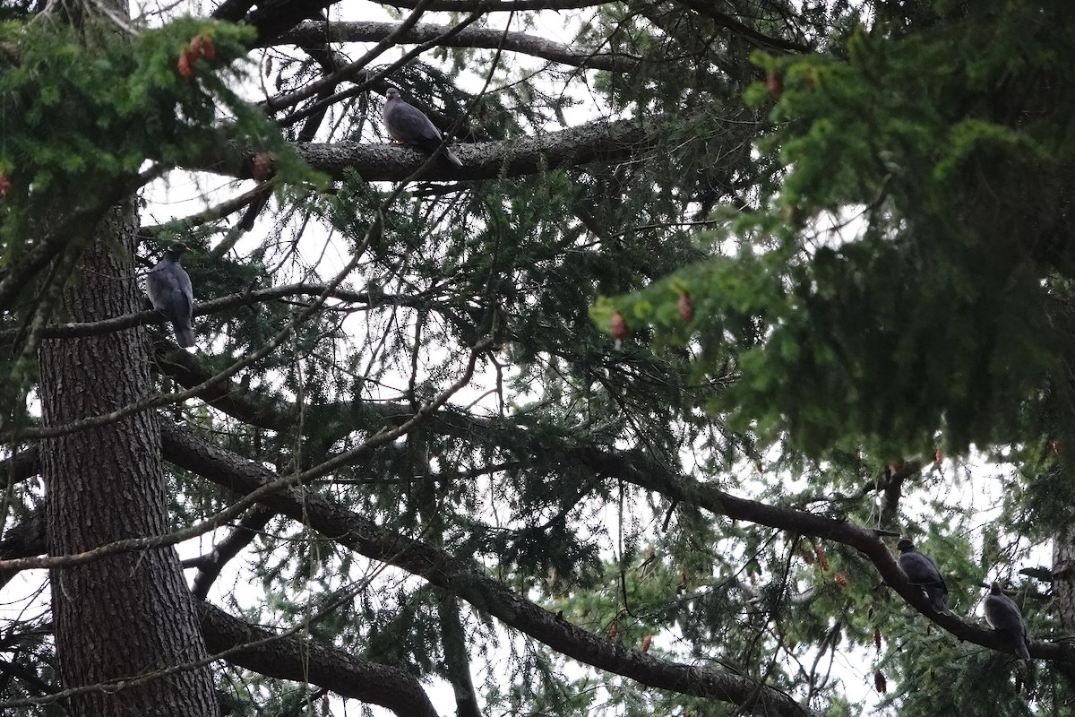 Band-tailed Pigeon - ML513061251