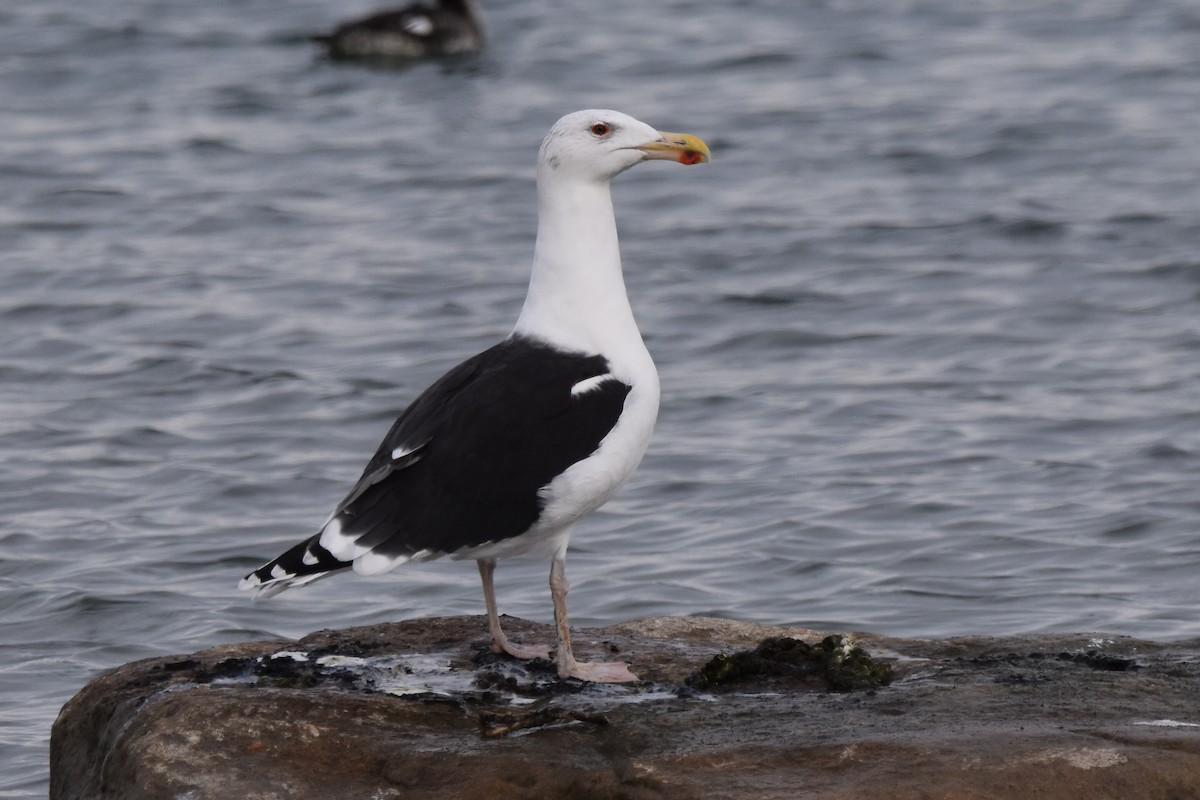 Great Black-backed Gull - ML513062301