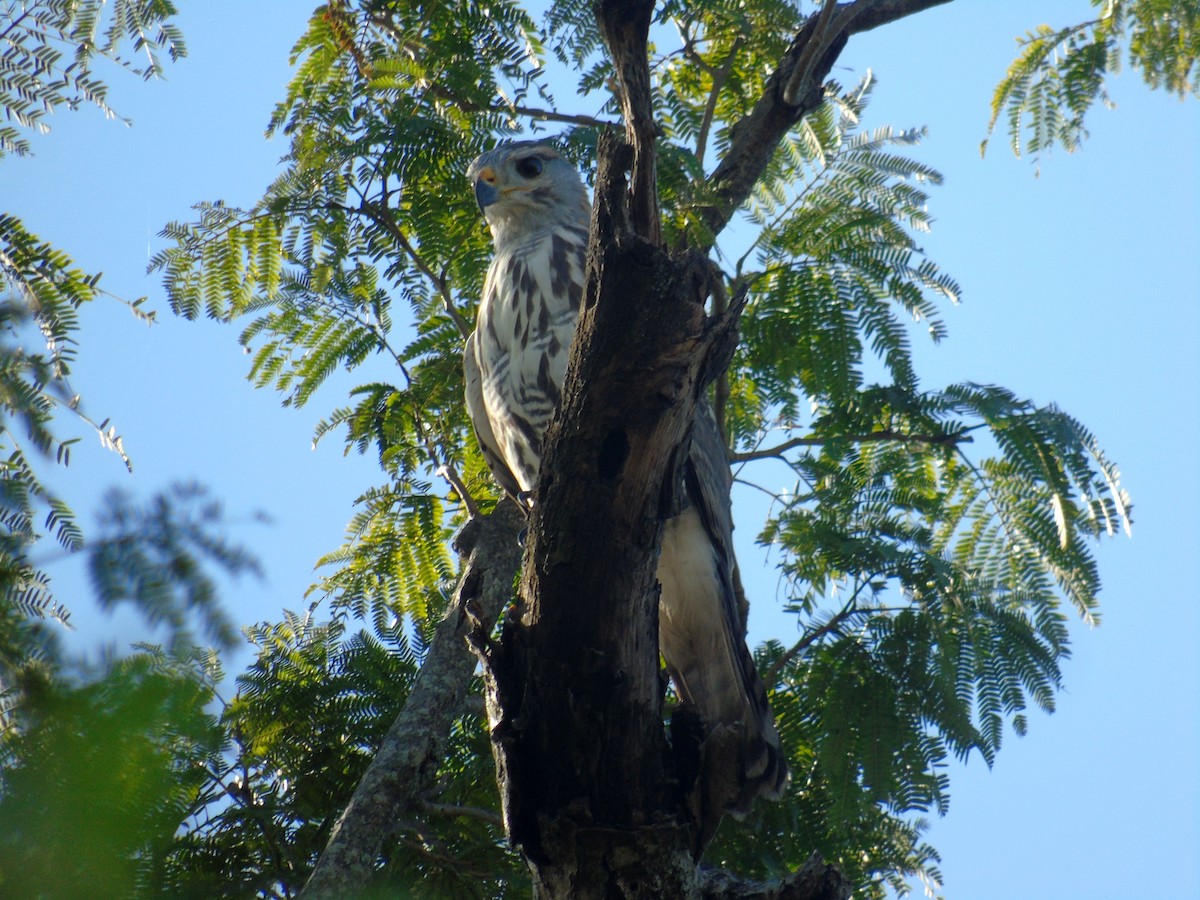 Gray Hawk - ML513062541