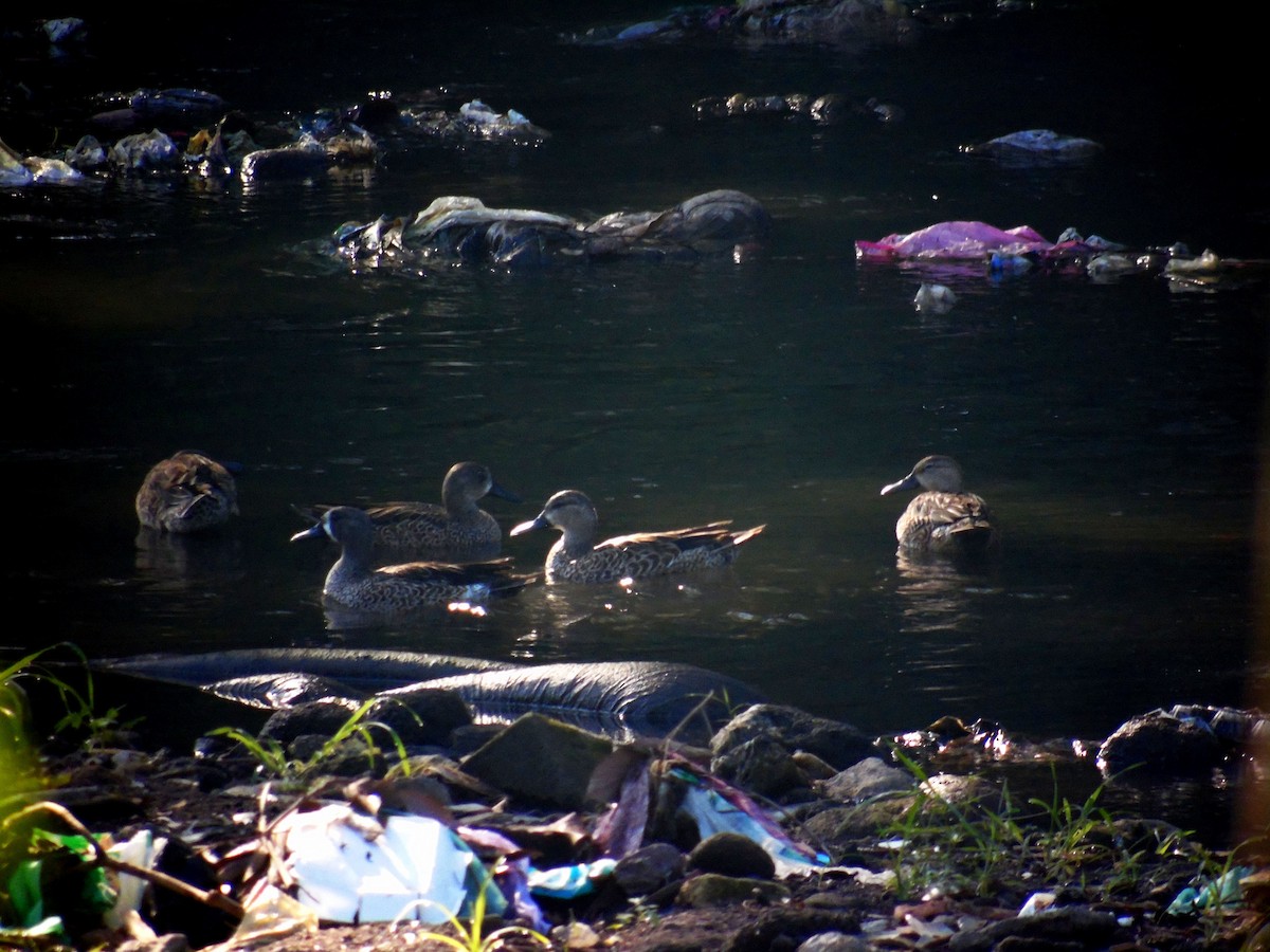 Blue-winged Teal - ML513063351