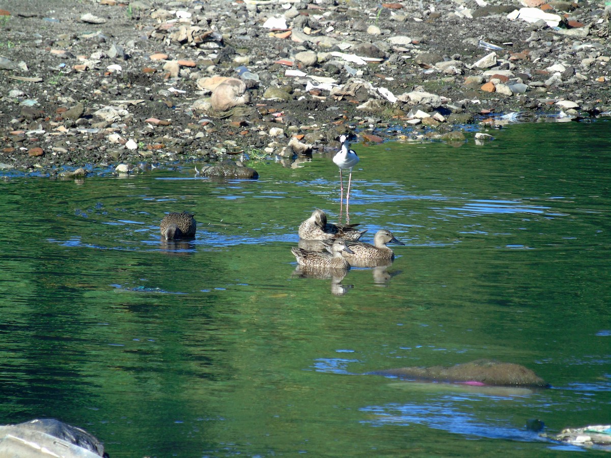 Blue-winged Teal - ML513063361