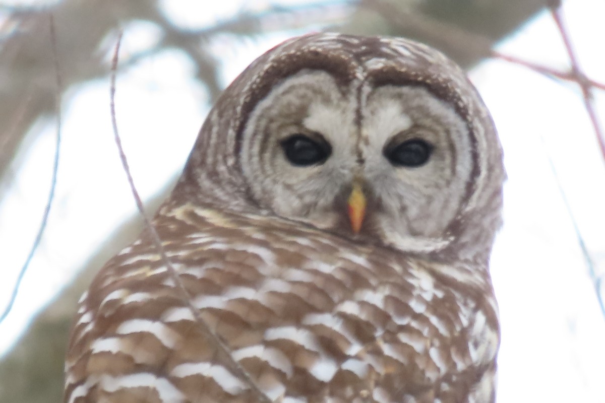 Barred Owl - ML513064771