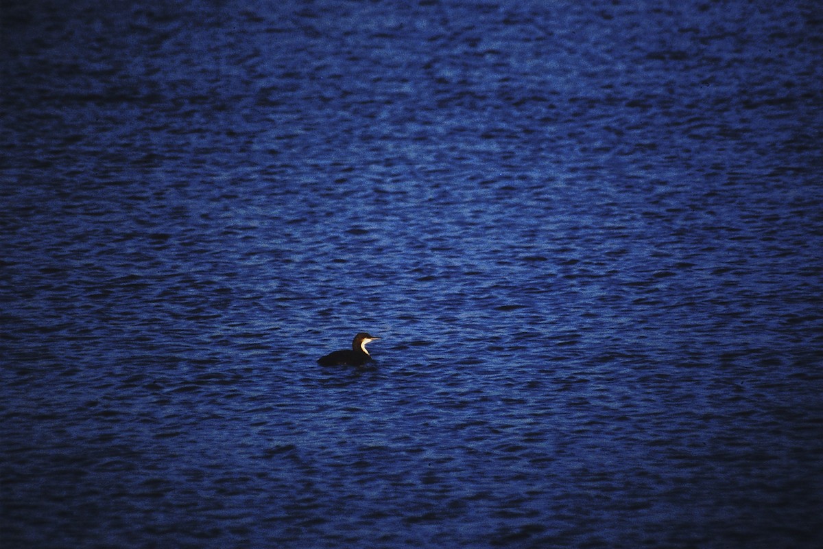 Pacific Loon - ML51306651