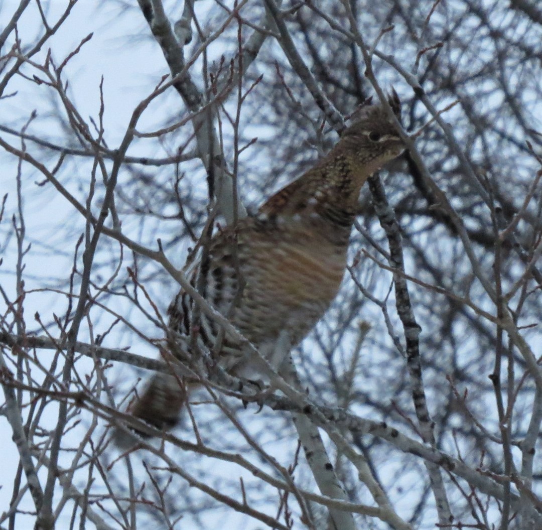 Ruffed Grouse - Laura Stanfill