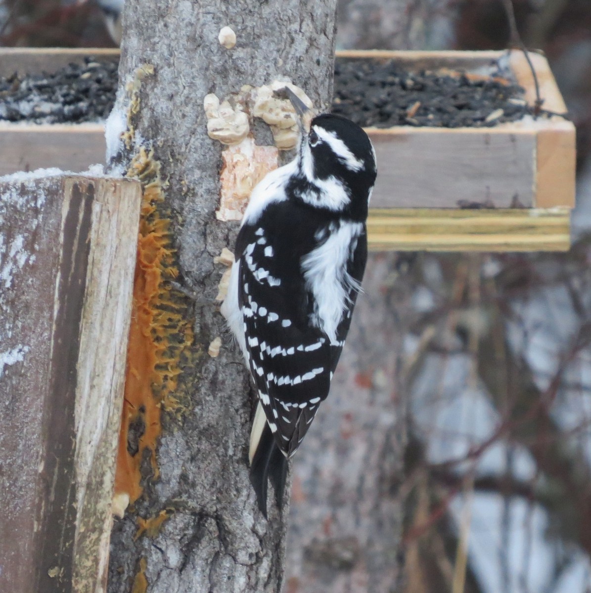 Hairy Woodpecker - Laura Stanfill