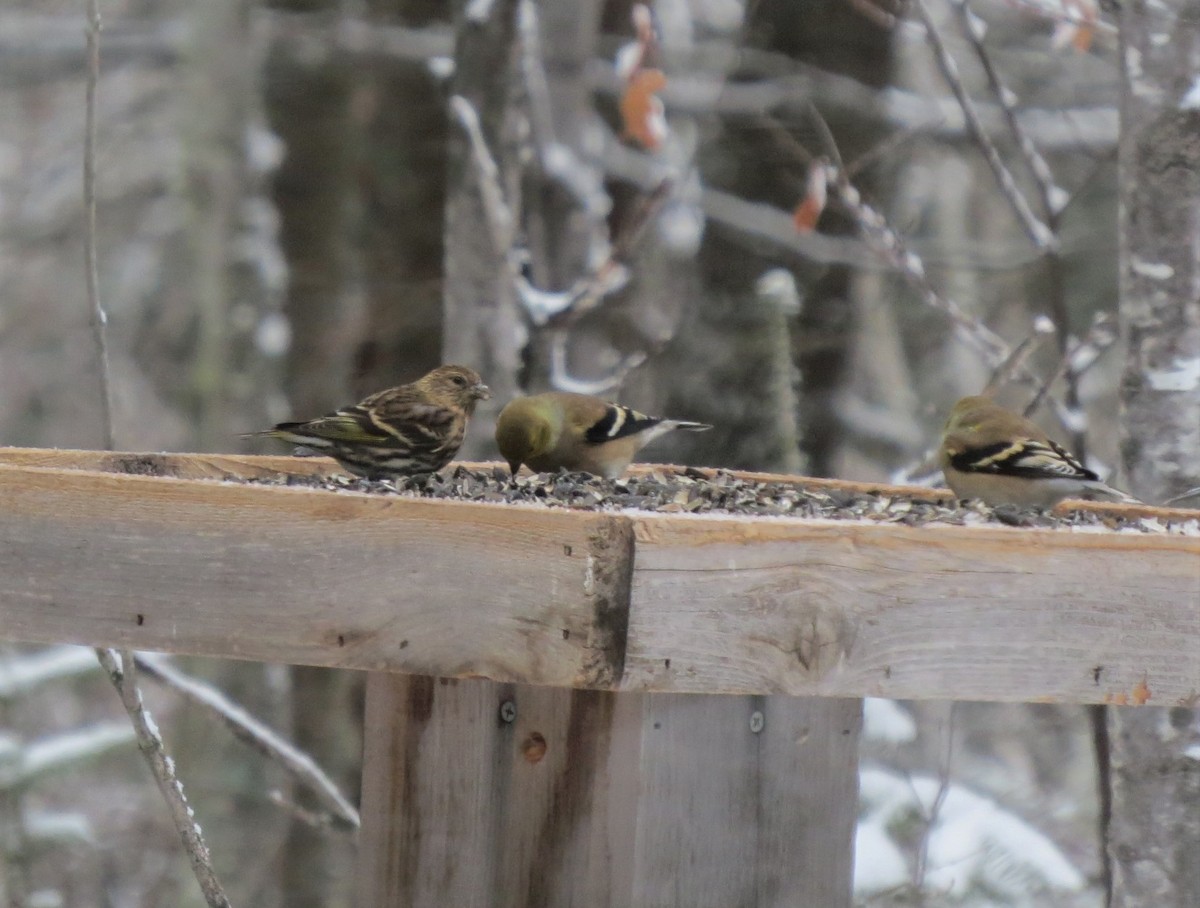 Pine Siskin - Laura Stanfill