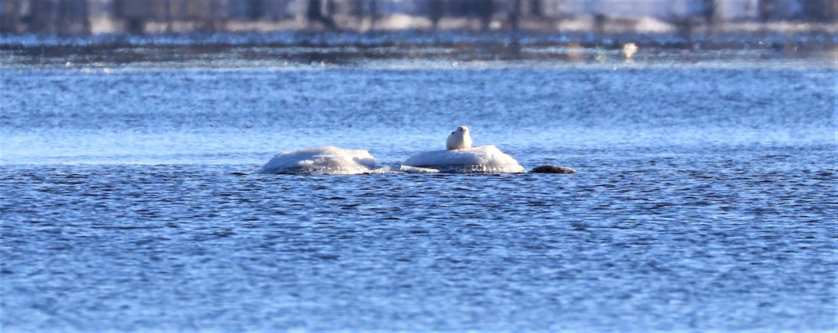 Glaucous Gull - ML513068491