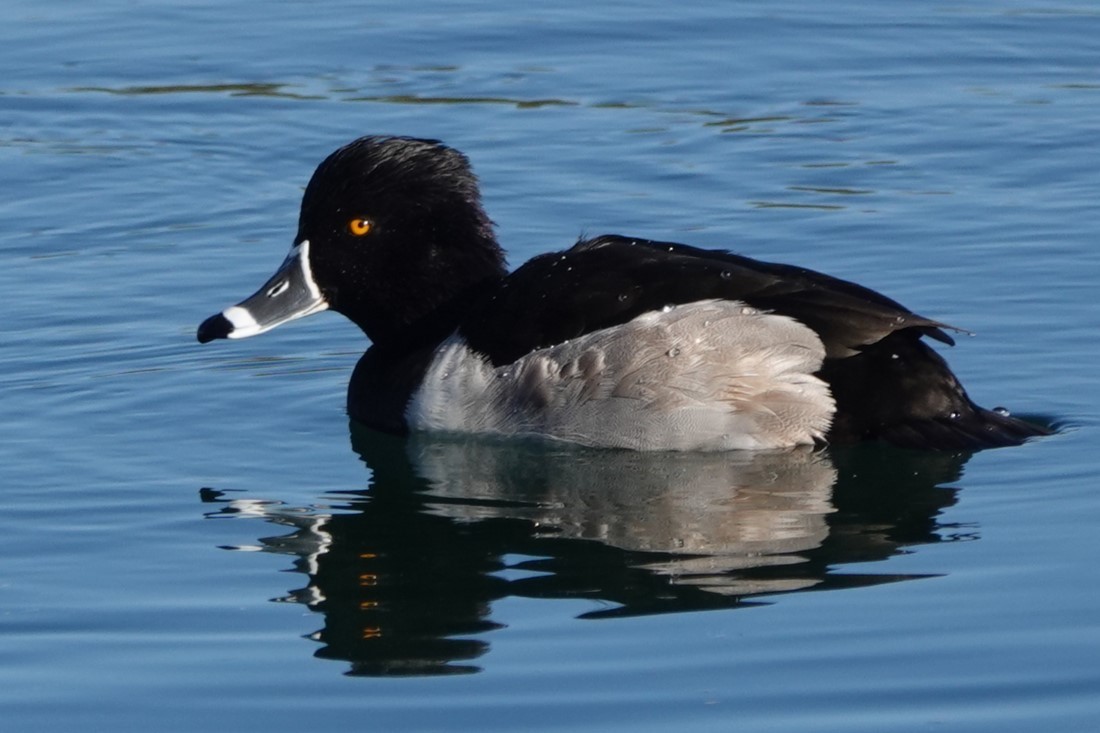 Ring-necked Duck - ML513068911