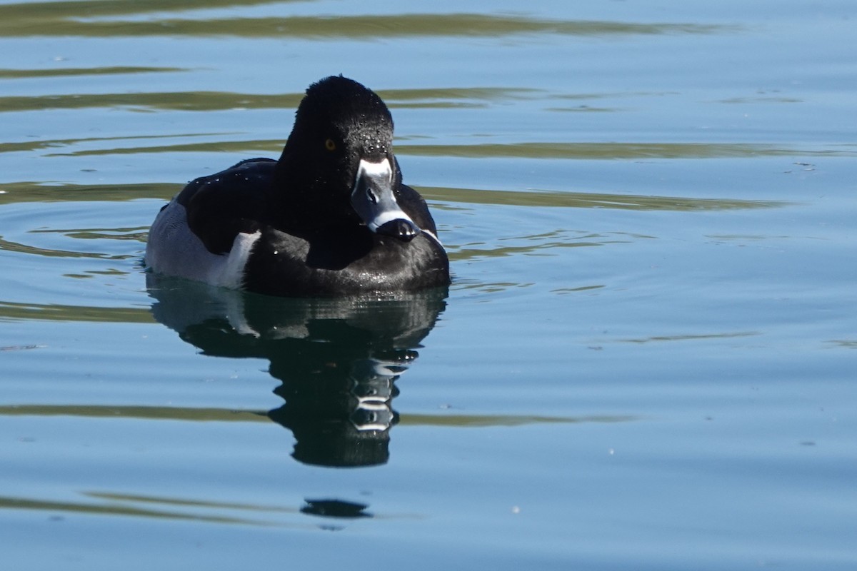 Ring-necked Duck - ML513069151