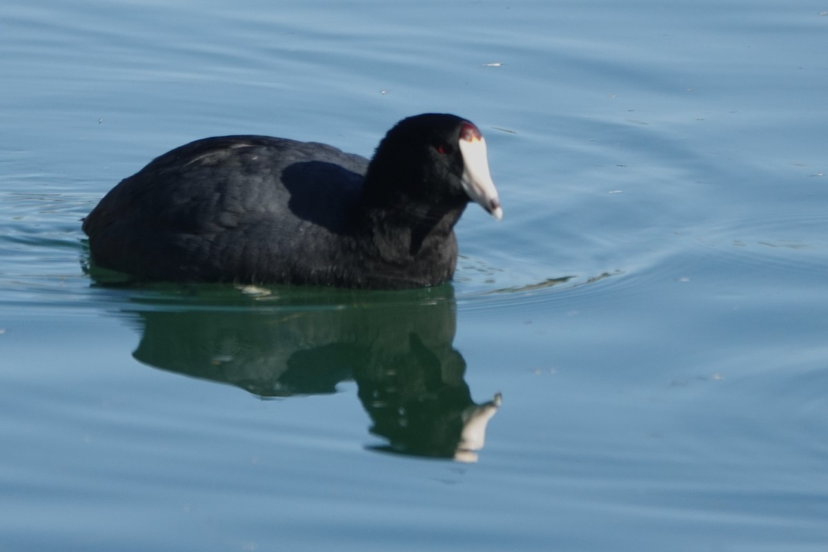 American Coot - ML513069161