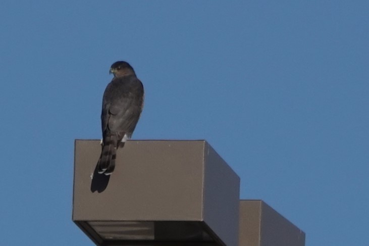 Cooper's Hawk - ML513069801