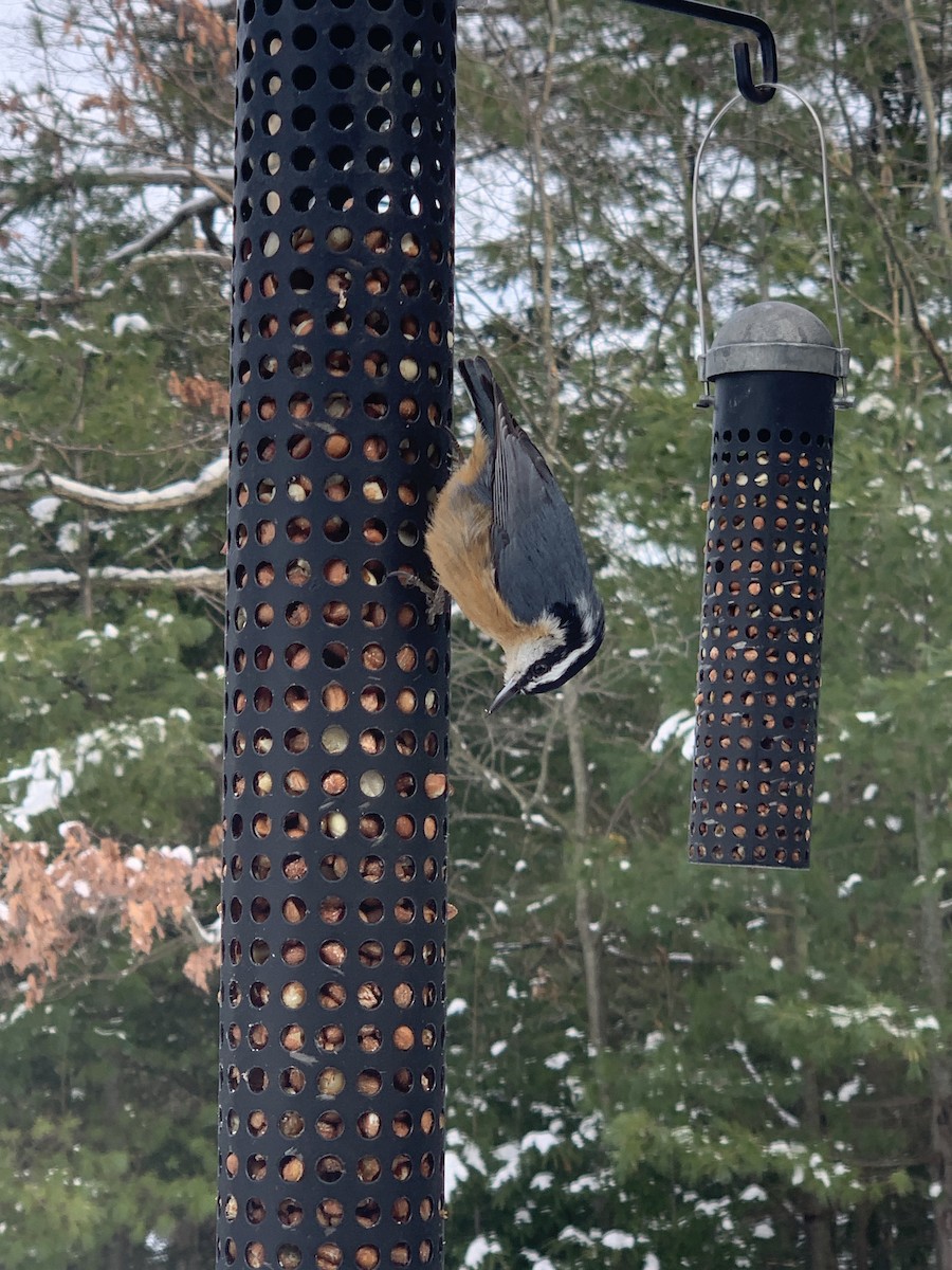 Red-breasted Nuthatch - Cat Graydon