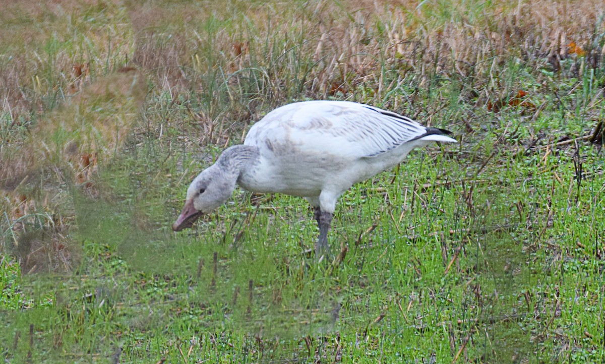 Snow Goose - ML513071541