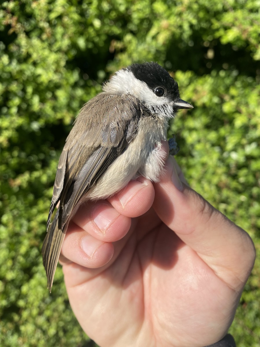 Mésange nonnette - ML513072121