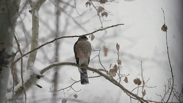 Sharp-shinned Hawk - ML513073741