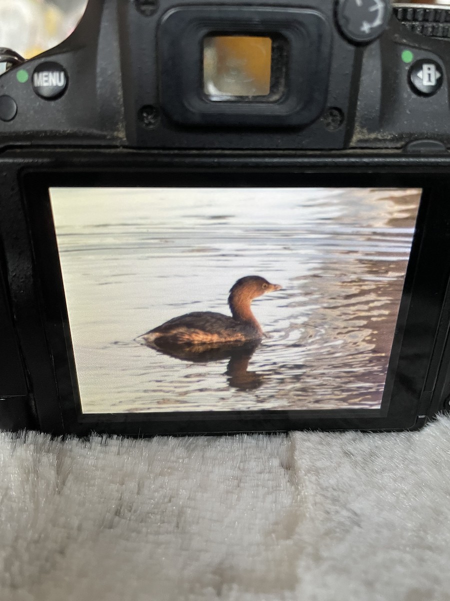 Pied-billed Grebe - Al Della Bella