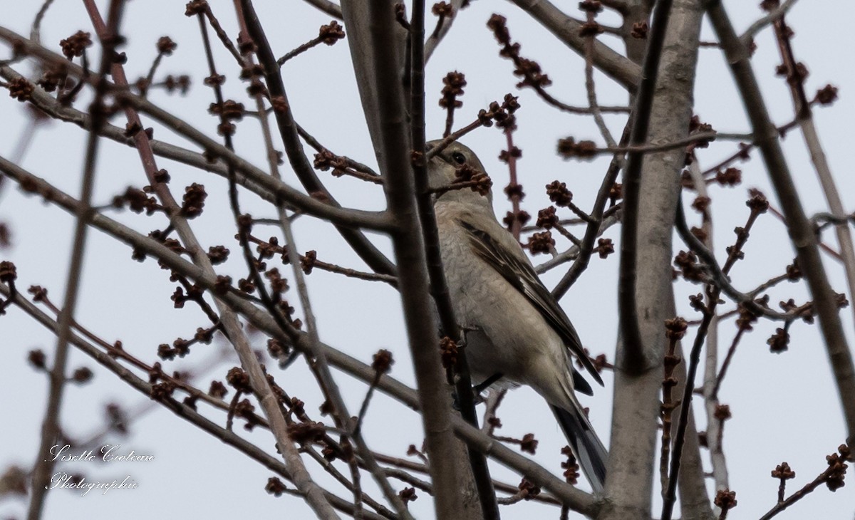 Northern Shrike - Lisette Croteau