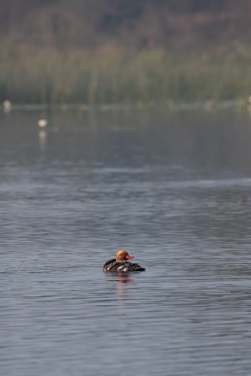 Red-crested Pochard - ML513075501