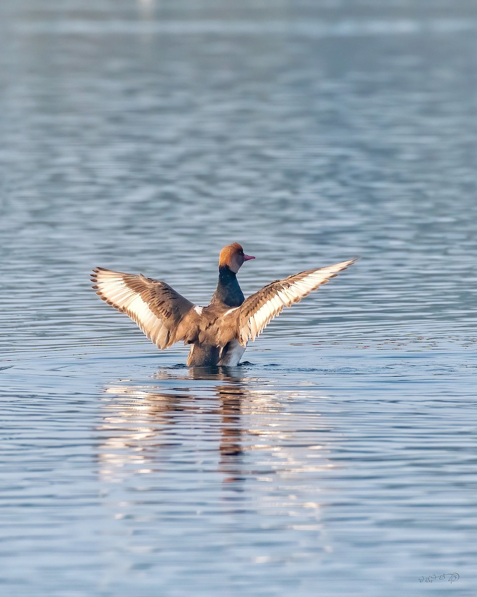 Red-crested Pochard - ML513075511